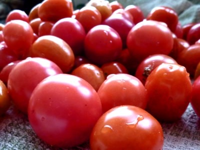 Tomatoes grown and photographed by David Bradley