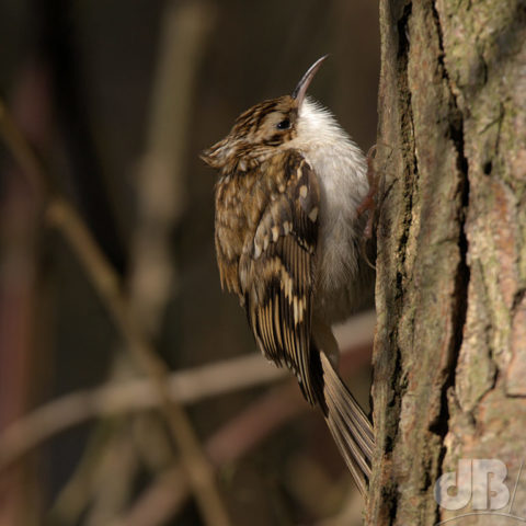 Treecreeper