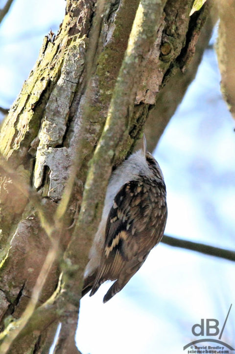 Treecreeper