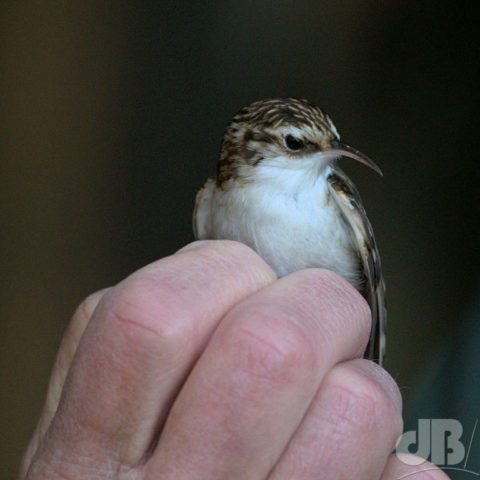 Treecreeper being ringed