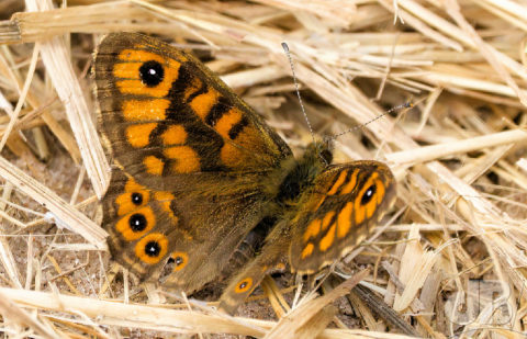 Wall butterfly