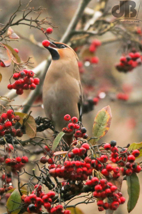 waxwing benton 2 e1523904354898