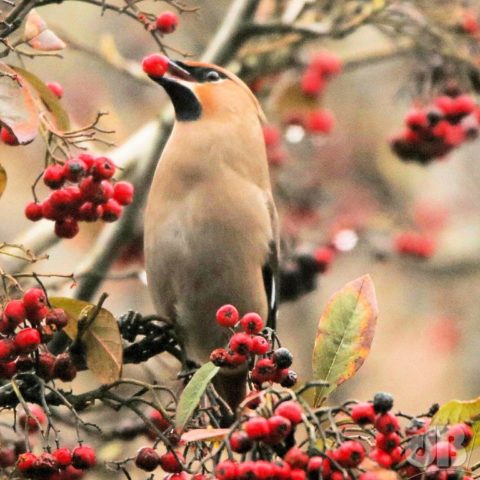 Waxwing, photographed in Newcastle