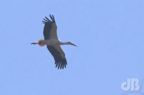 Stork in flight over Earith marina, 2022