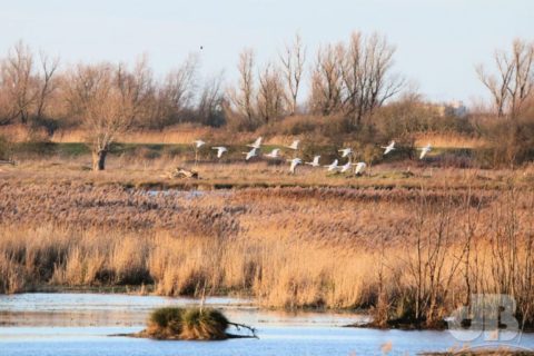 whooper swan