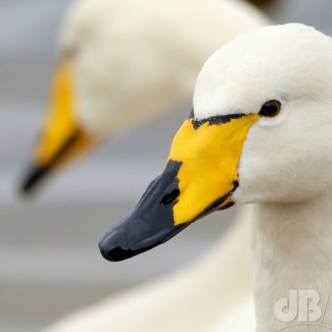 Whooper Swan, Cygnus cygnus