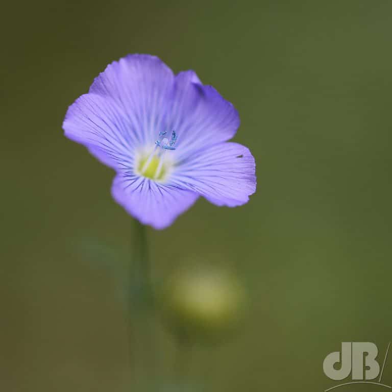 Meadow Crane's-bill, Geranium pratense