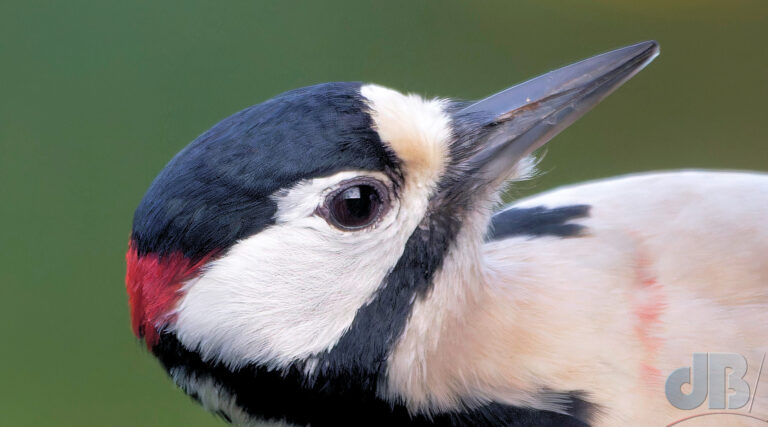 Through-window shot of male Great Spotted Woodpecker