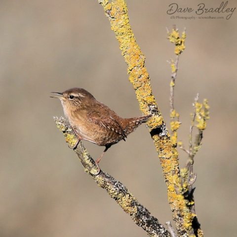 wren titchwell