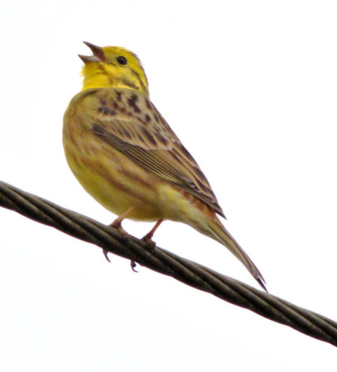 yellowhammer 2