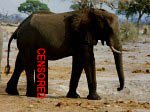 Censored elephant