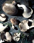 Edible wild mushrooms