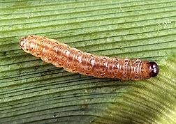 European corn borer