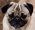 Wrinkly dog, pug