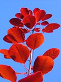 red-leaves
